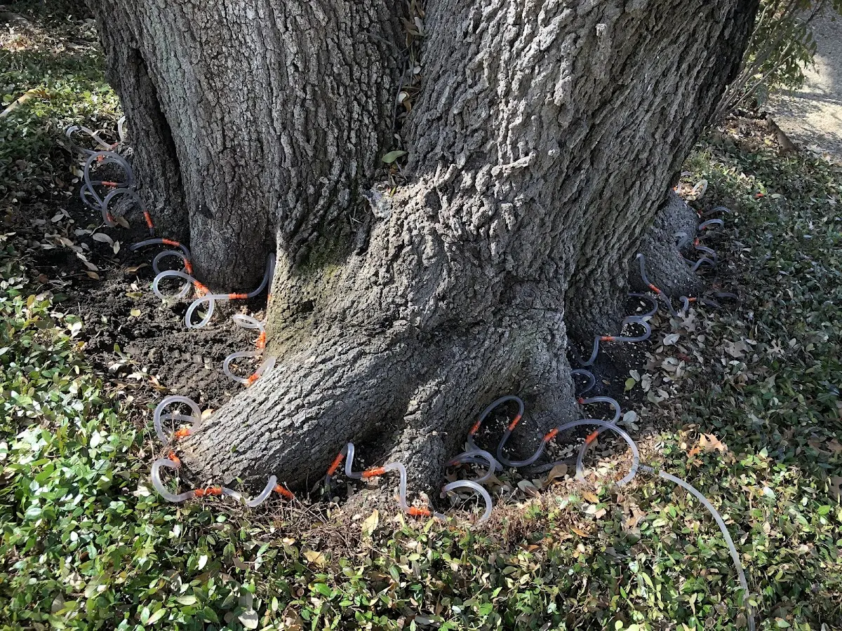 Detailed Tree Cabling and Bracing job site in Iron City
