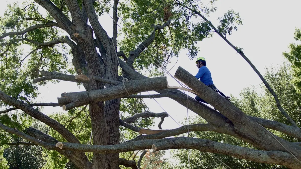 Professional Crown Thinning performed by certified arborists in Iron City