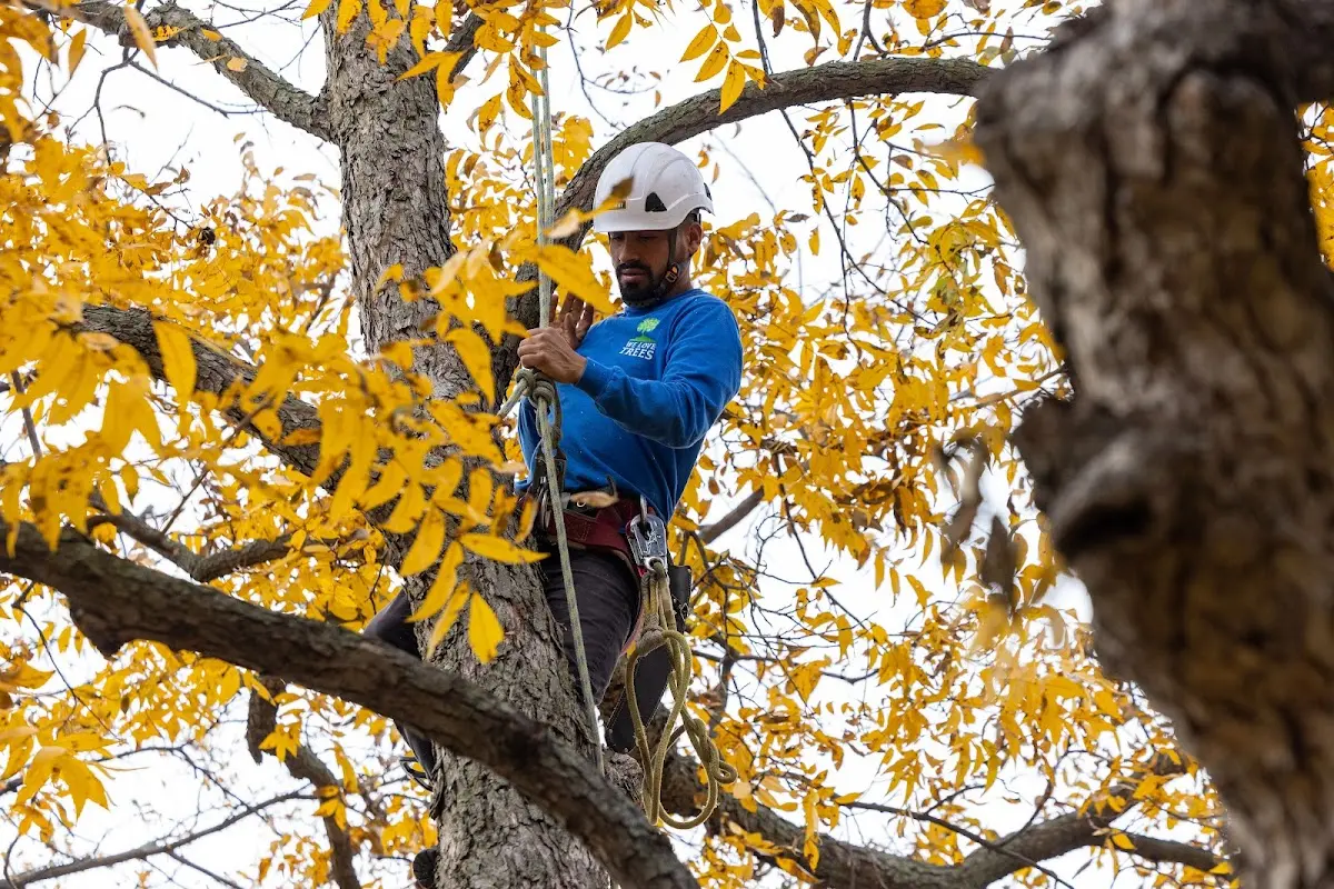 Skilled Tree Disease Treatment crew working in Iron City