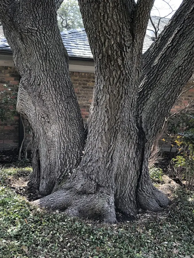 Mature heritage tree close to a Iron City property cared for by certified arborists